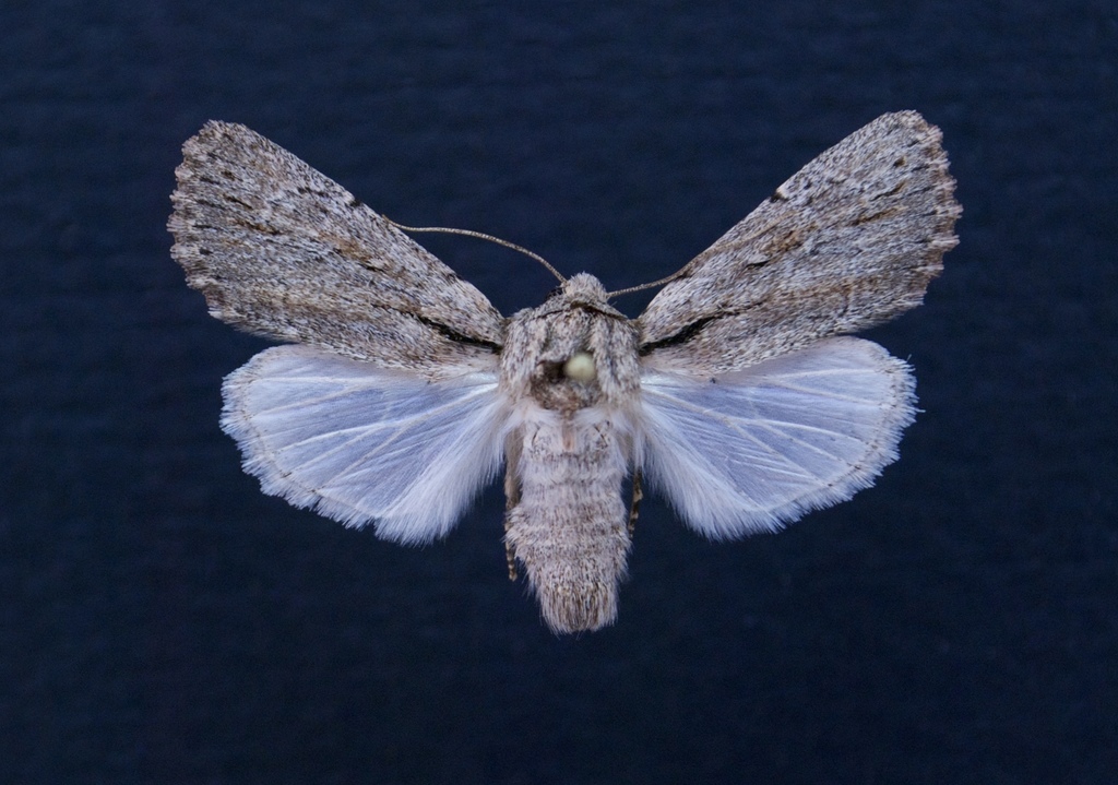 Pseudohadena vulnerea