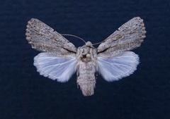 Pseudohadena vulnerea