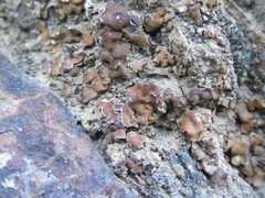 Clavascidium lacinulatum