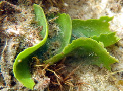 Dictyosphaeria sericea