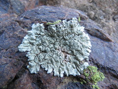 Xanthoparmelia maricopensis