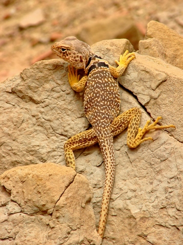 Desert Collared Lizard