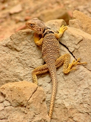 Great Basin Collared Lizard photo 5