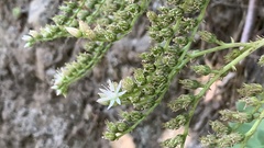 Aeonium percarneum image