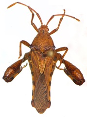 Salamancaniella