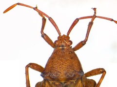 Salamancaniella