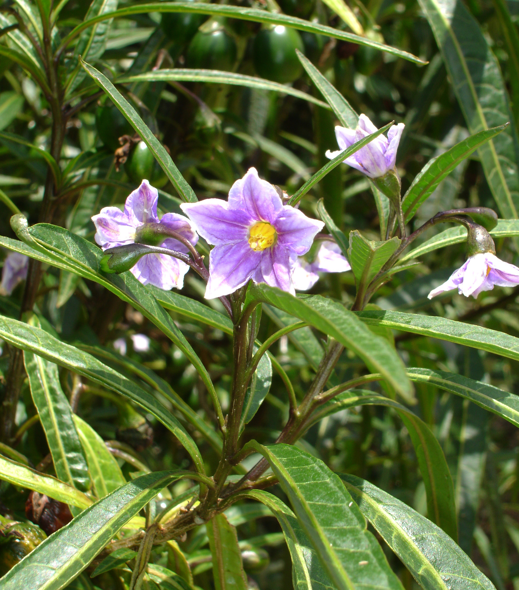 Solanum aviculare