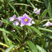 Solanum aviculare - Photo ללא זכויות יוצרים, uploaded by Peter de Lange