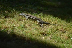 Pholidoscelis chrysolaemus