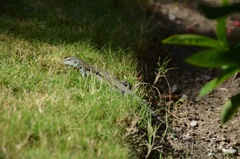 Pholidoscelis chrysolaemus