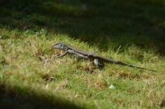 Pholidoscelis chrysolaemus