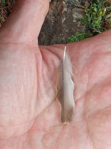 Plume de Moineau soulcie