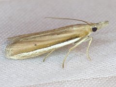 Pima albiplagiatella