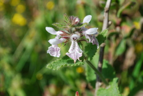 Stachys bolusii Skan