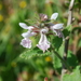 Strandveld Stachys - Photo (c) Vince Scheidt, some rights reserved (CC BY-NC), uploaded by Vince Scheidt