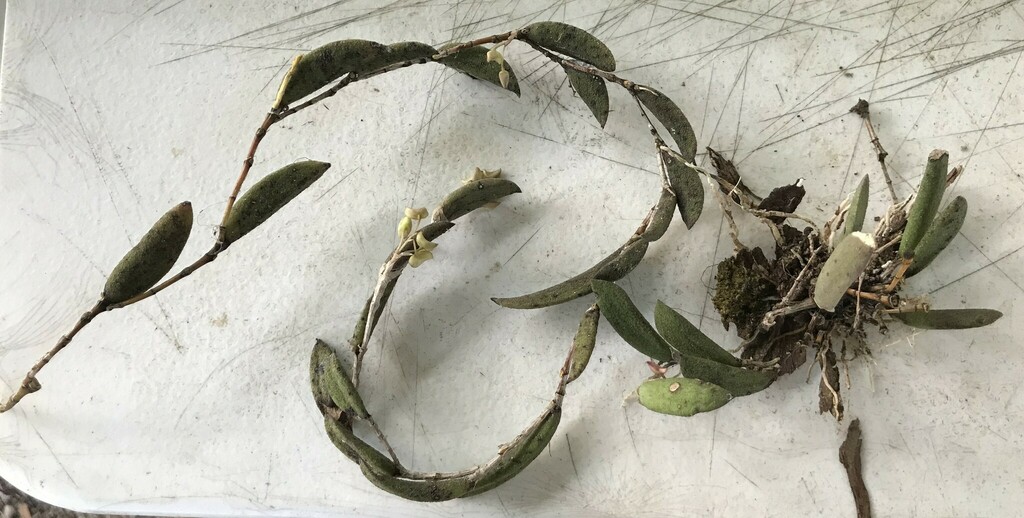 Dendrobium rigidum R.Br.