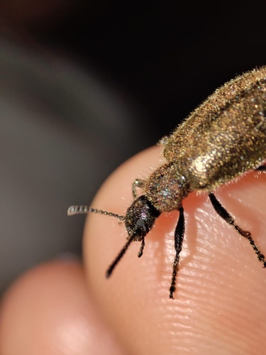 Hairy Darkling Beetle