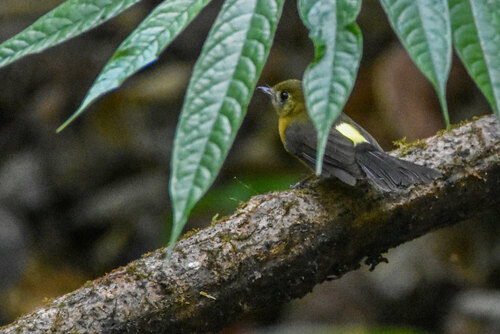 Sulphur-rumped Myiobius (Myiobius sulphureipygius), photo 6