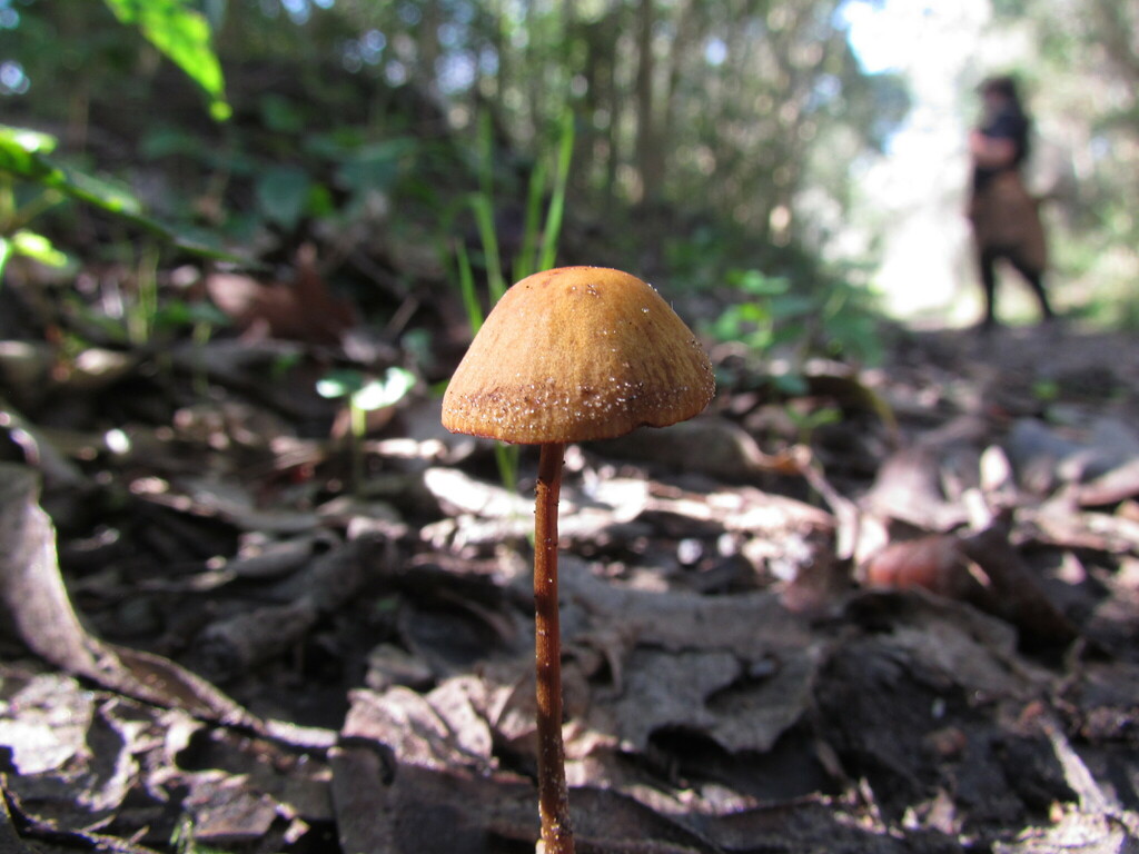 Conocybe tenera · July 2023 · photo: © matiascabezas (iNaturalist, cc-by)