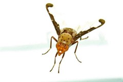 Diacrita