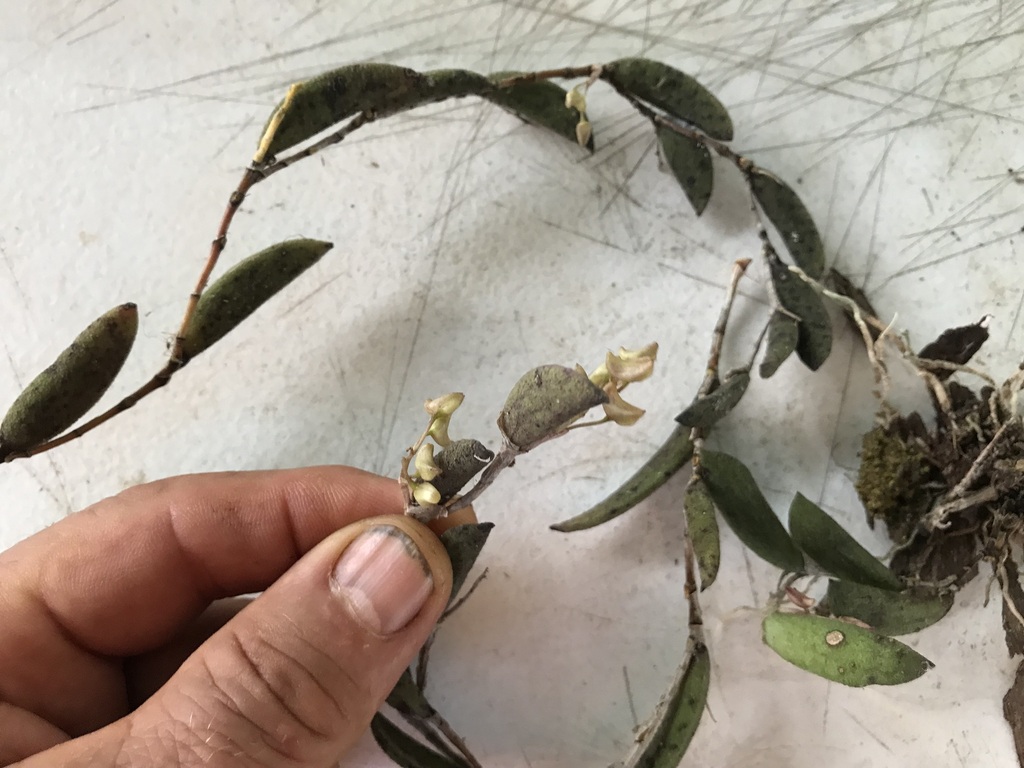Dendrobium rigidum R.Br. 2