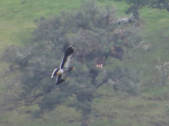 Daptrius carunculatus