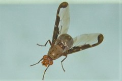 Diacrita