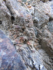 Clavascidium lacinulatum