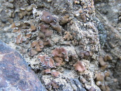 Clavascidium lacinulatum