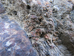 Clavascidium lacinulatum