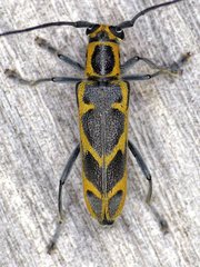 Saperda tridentata