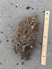 Clathria prolifera