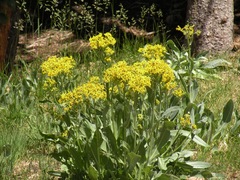 Senecio atratus
