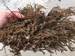 Clathria prolifera