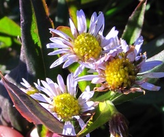 Symphyotrichum puniceum