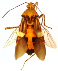 Hypselonotus lineatus