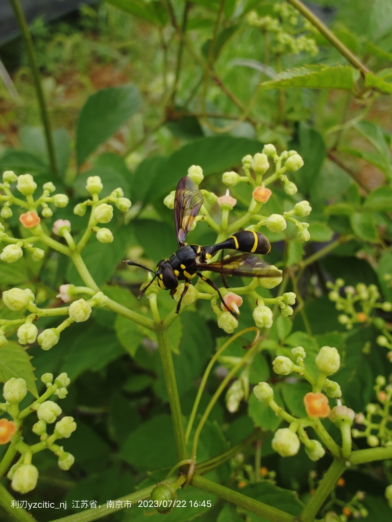 Sphiximorpha sinensis