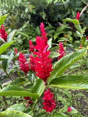 Alpinia purpurata image