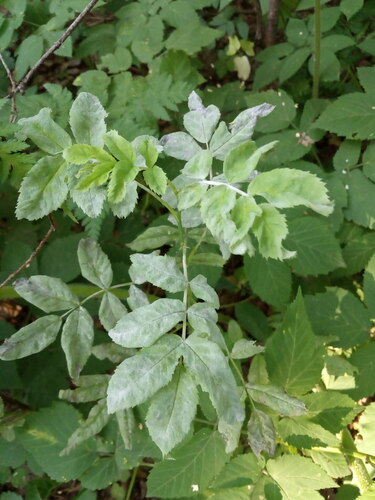 Rose Powdery Mildew