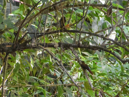 Chiriqui Foliage-gleaner (Automolus exsertus), photo 6