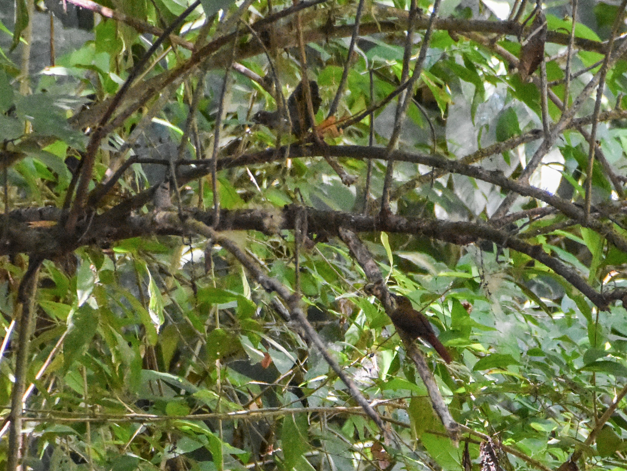 Chiriqui Foliage-gleaner (Automolus exsertus), photo 8