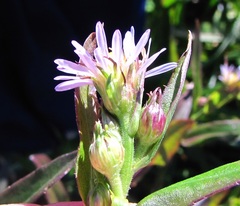 Symphyotrichum puniceum