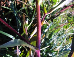 Symphyotrichum puniceum