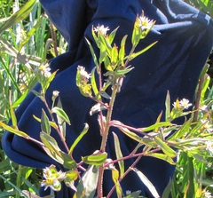 Symphyotrichum puniceum