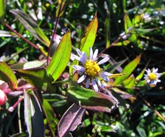 Symphyotrichum puniceum