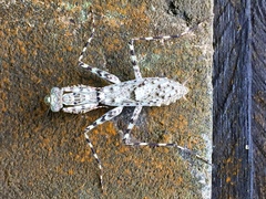 Hagiomantis