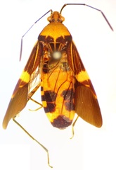 Hypselonotus lineatus