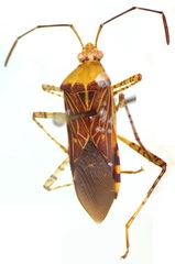 Hypselonotus lineatus