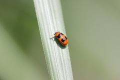 Physosmaragdina nigrifrons