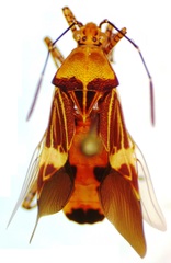 Hypselonotus lineatus